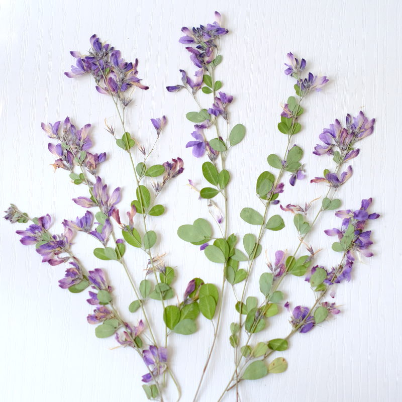 6pcs,nature Lespedeza Formosa  – Dried Flower Bookmark Bewertung und Preis