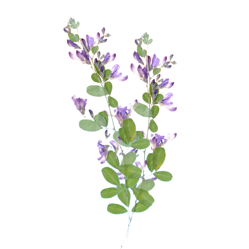 6pcs,nature Lespedeza Formosa  – Dried Flower Bookmark Bewertung und Preis