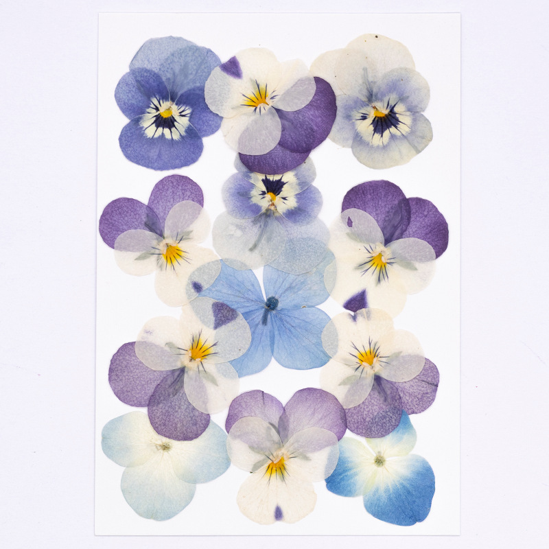 12pcs,Real Viola Cornuta Press – Dried Flower Bookmark Bewertung und Preis