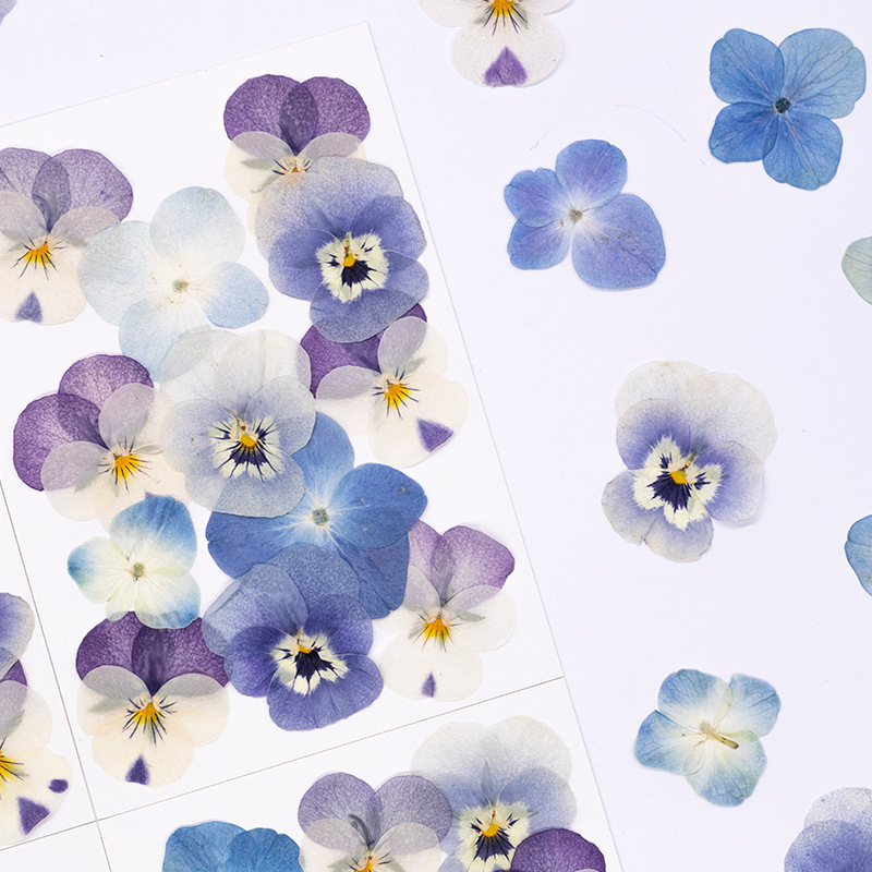 12pcs,Real Viola Cornuta Press – Dried Flower Bookmark Bewertung und Preis