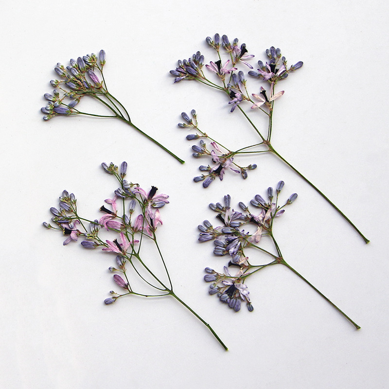 120pcs Pressed Dried Melia aze – Dried Flower Bookmark Bewertung und Preis