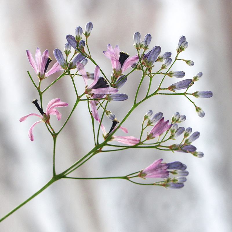 120pcs Pressed Dried Melia aze – Dried Flower Bookmark Bewertung und Preis