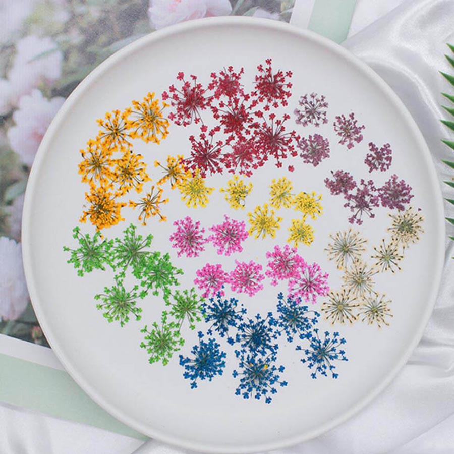 60pcs Pressed Dried 15-20mm Am – Dried Flower Bookmark Bewertung und Preis