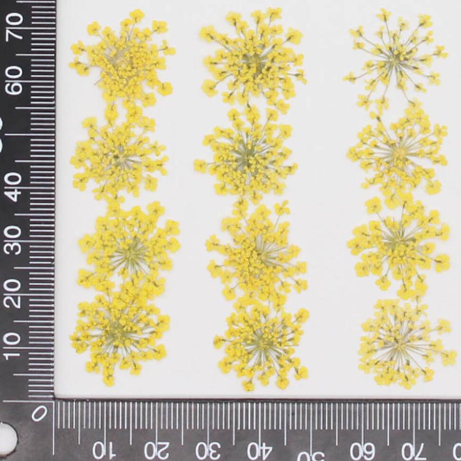 60pcs Pressed Dried 15-20mm Am – Dried Flower Bookmark Bewertung und Preis