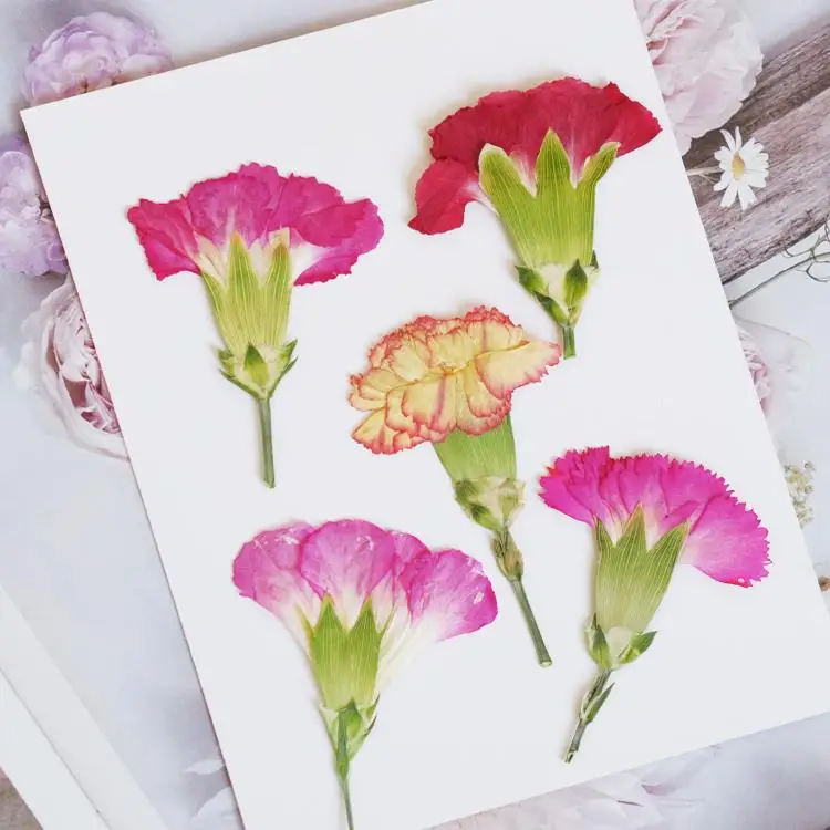 6pcs/4-7cm,Carnation dried flo – Dried Flower Bookmark Bewertung und Preis