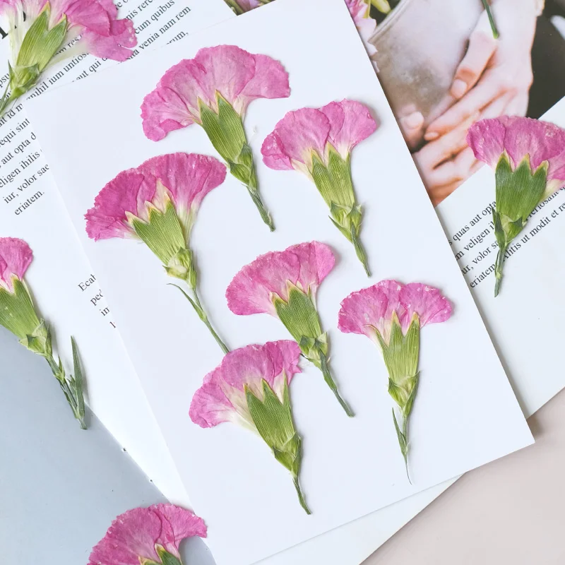 6pcs/4-7cm,Carnation dried flo – Dried Flower Bookmark Bewertung und Preis