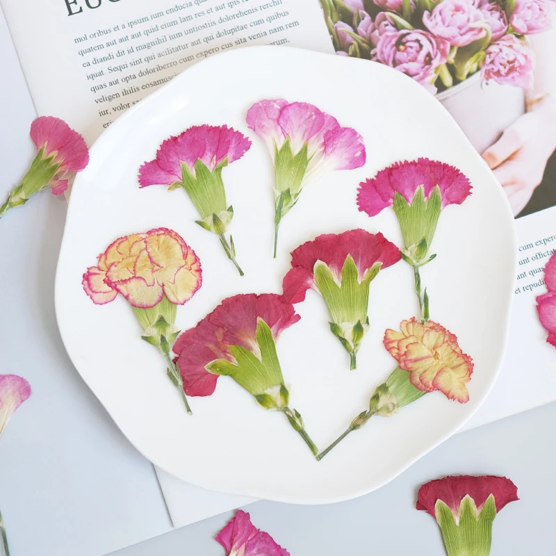 6pcs/4-7cm,Carnation dried flo – Dried Flower Bookmark Bewertung und Preis