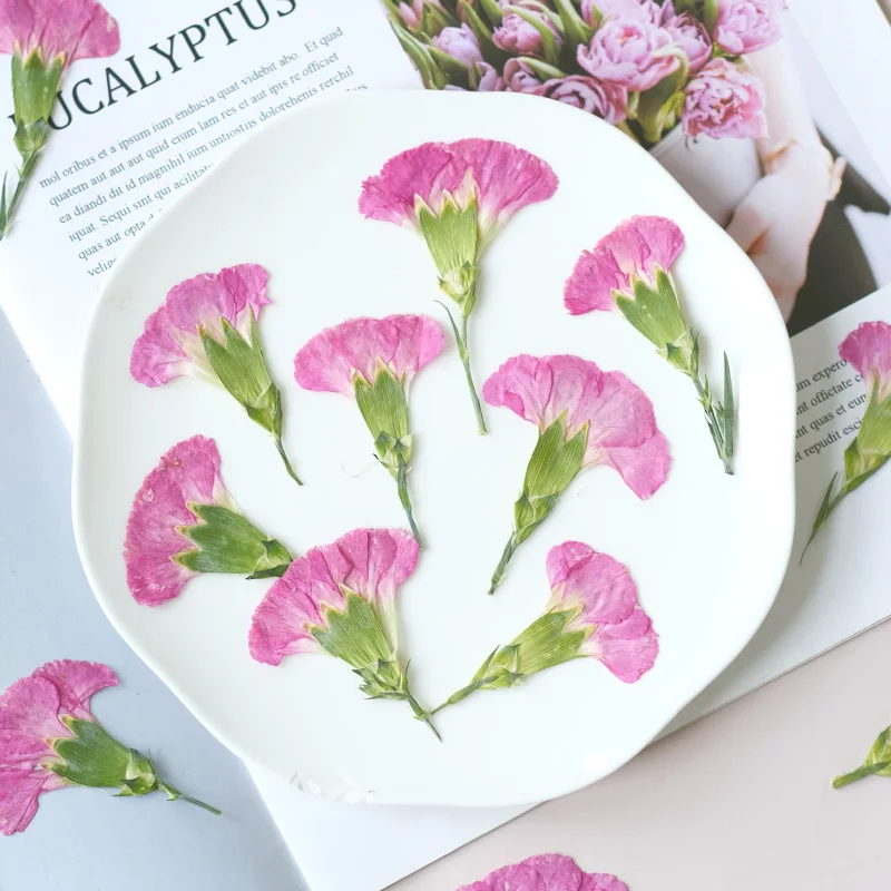 6pcs/4-7cm,Carnation dried flo – Dried Flower Bookmark Bewertung und Preis