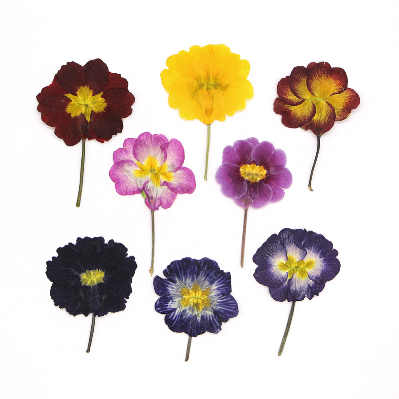 48Pcs European Primrose Teachi – Dried Flower Bookmark Bewertung und Preis