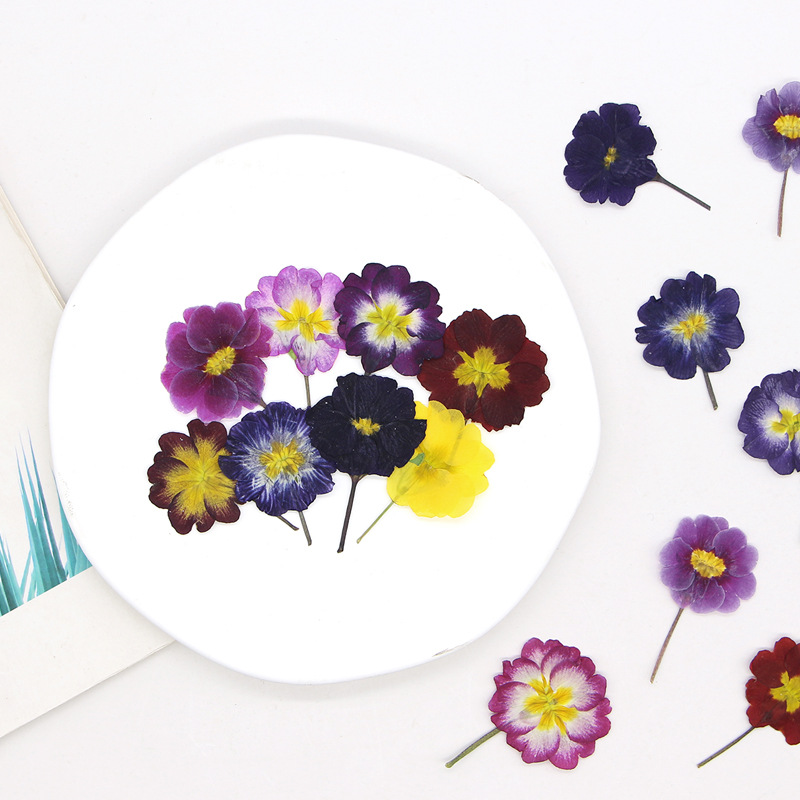 48Pcs European Primrose Teachi – Dried Flower Bookmark Bewertung und Preis