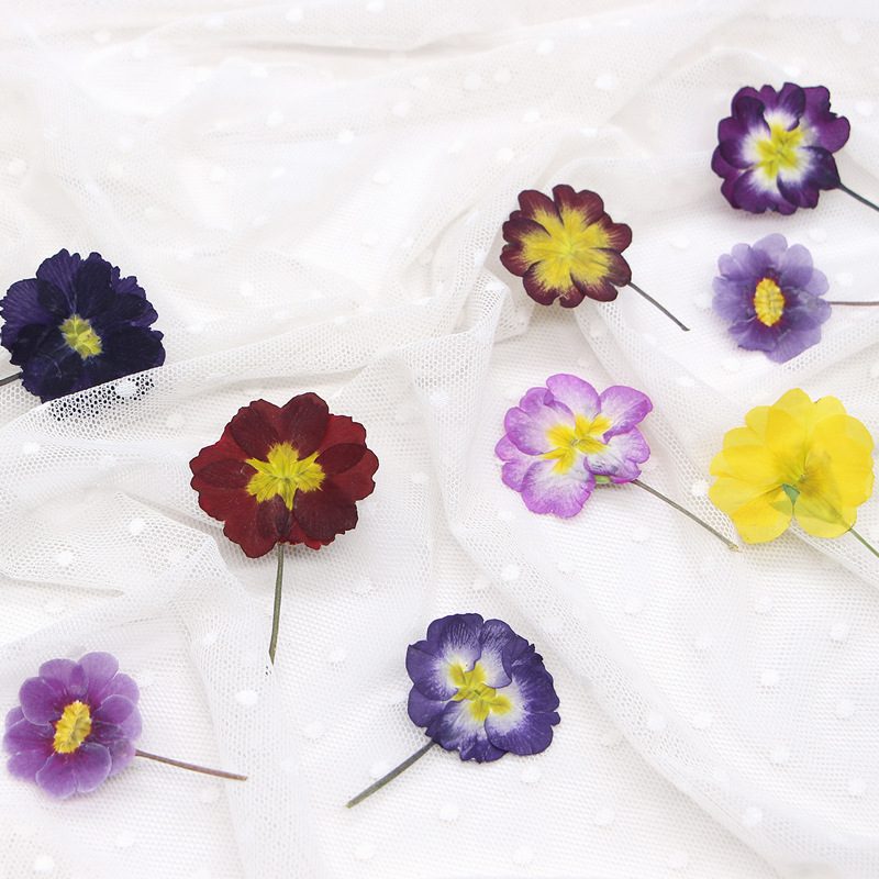48Pcs European Primrose Teachi – Dried Flower Bookmark Bewertung und Preis