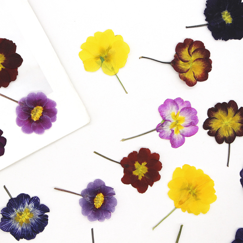 48Pcs European Primrose Teachi – Dried Flower Bookmark Bewertung und Preis