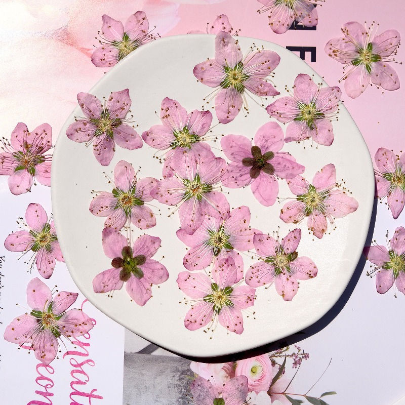 3-4cm./6pcs,Pink Peach Blossom – Dried Flower Bookmark Bewertung und Preis