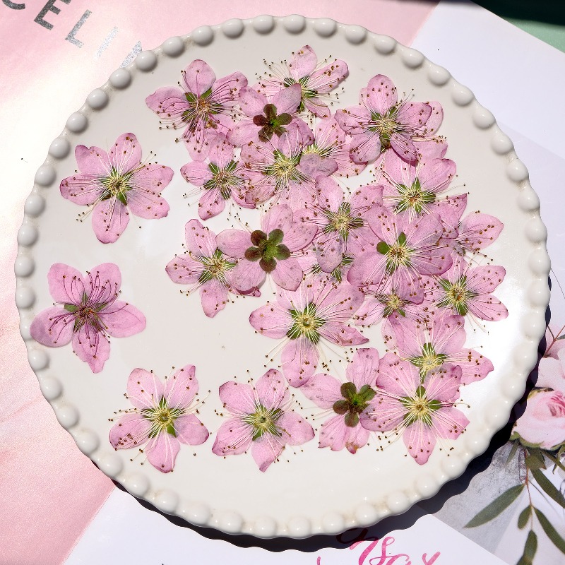 3-4cm./6pcs,Pink Peach Blossom – Dried Flower Bookmark Bewertung und Preis