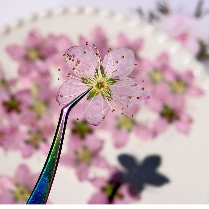 3-4cm./6pcs,Pink Peach Blossom – Dried Flower Bookmark Bewertung und Preis