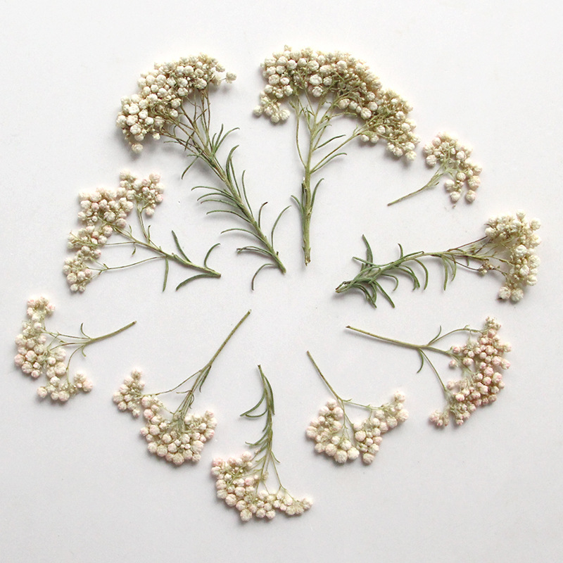 12pcs,Nature Millet flower bra – Dried Flower Bookmark Bewertung und Preis