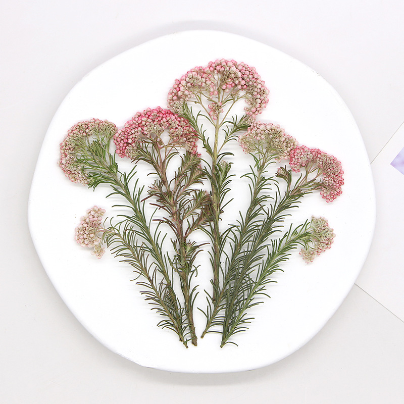 12pcs,Nature Millet flower bra – Dried Flower Bookmark Bewertung und Preis