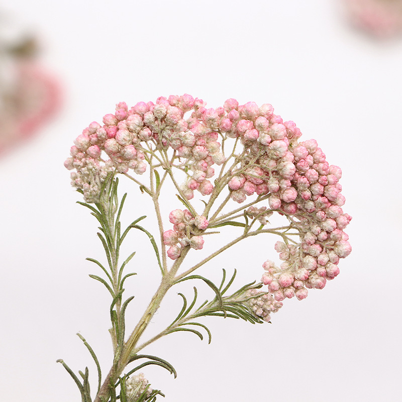 12pcs,Nature Millet flower bra – Dried Flower Bookmark Bewertung und Preis