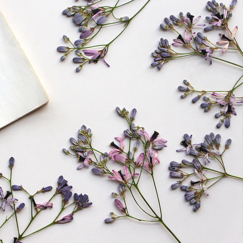 60Pcs Neem Tree Flower Branche – Dried Flower Bookmark Bewertung und Preis