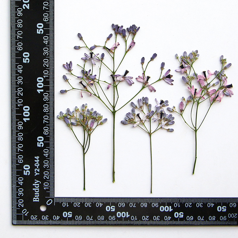 60Pcs Neem Tree Flower Branche – Dried Flower Bookmark Bewertung und Preis