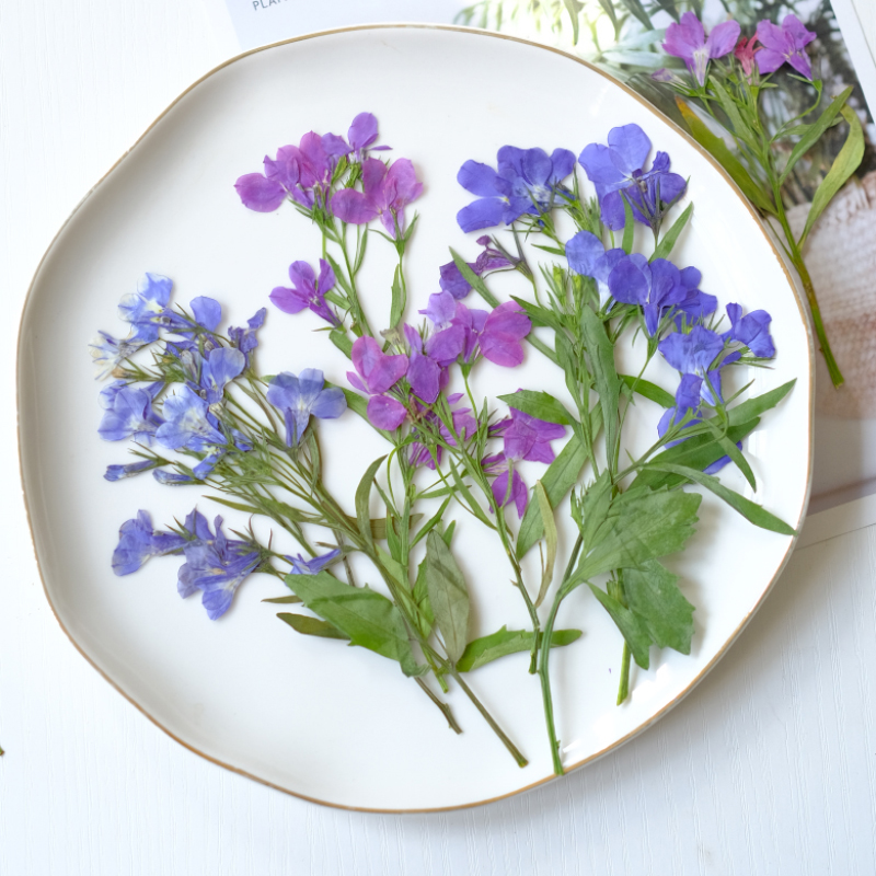 6pcs/8-13cm,nature Lobelia Eri – Dried Flower Bookmark Bewertung und Preis