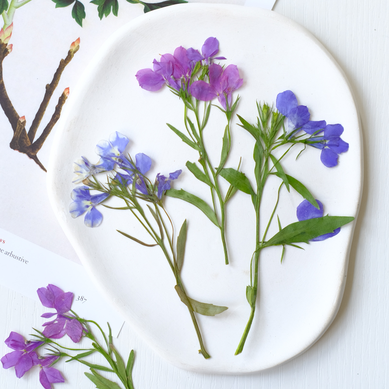6pcs/8-13cm,nature Lobelia Eri – Dried Flower Bookmark Bewertung und Preis
