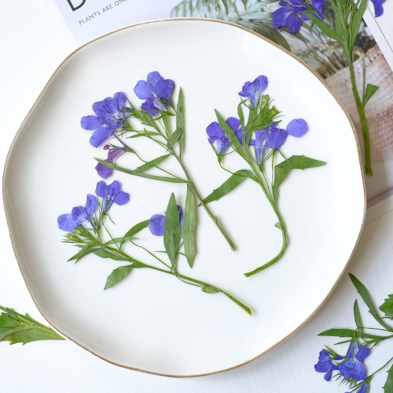 6pcs/8-13cm,nature Lobelia Eri – Dried Flower Bookmark Bewertung und Preis
