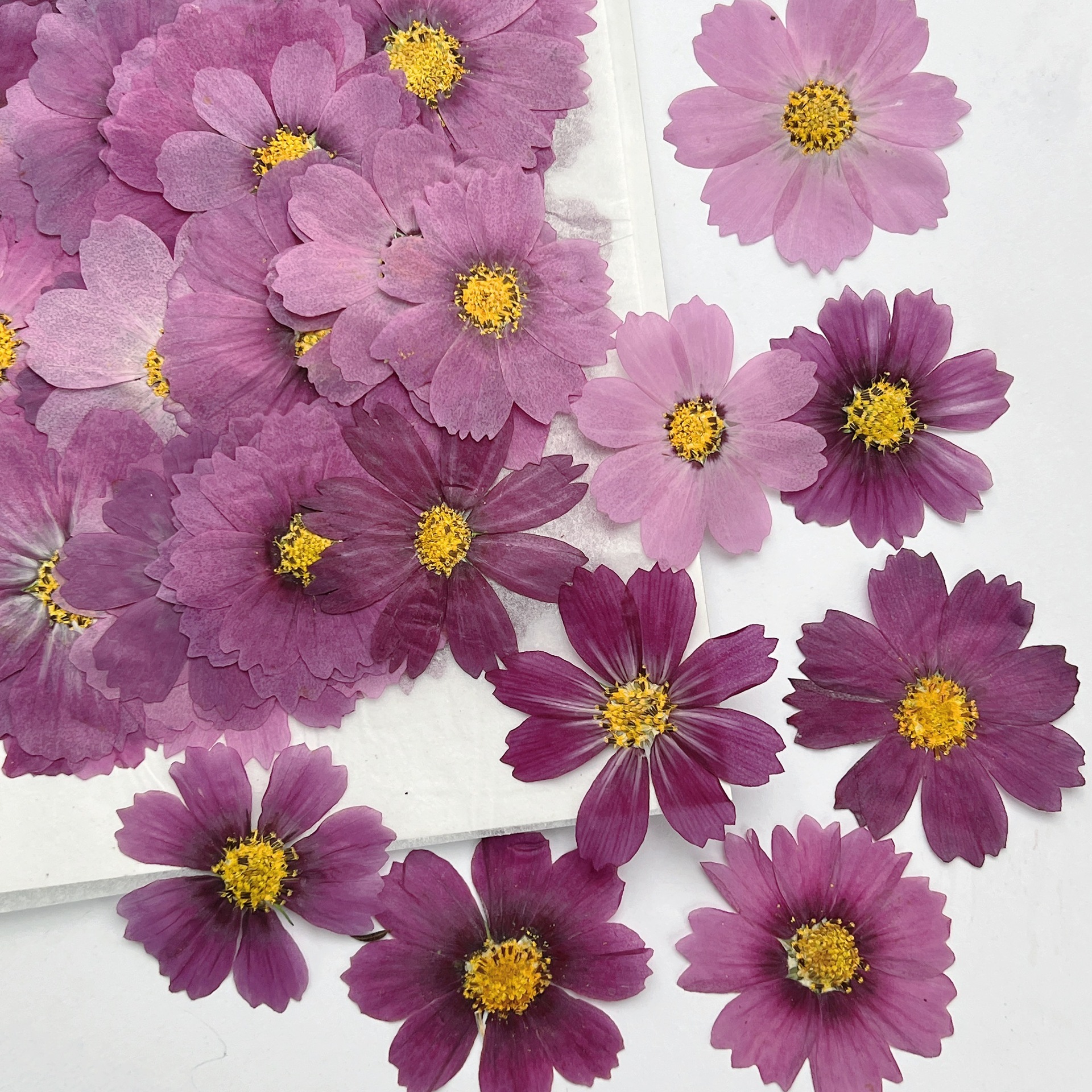 100Pcs Cosmos Dried Flower Pre – Dried Flower Bookmark Bewertung und Preis