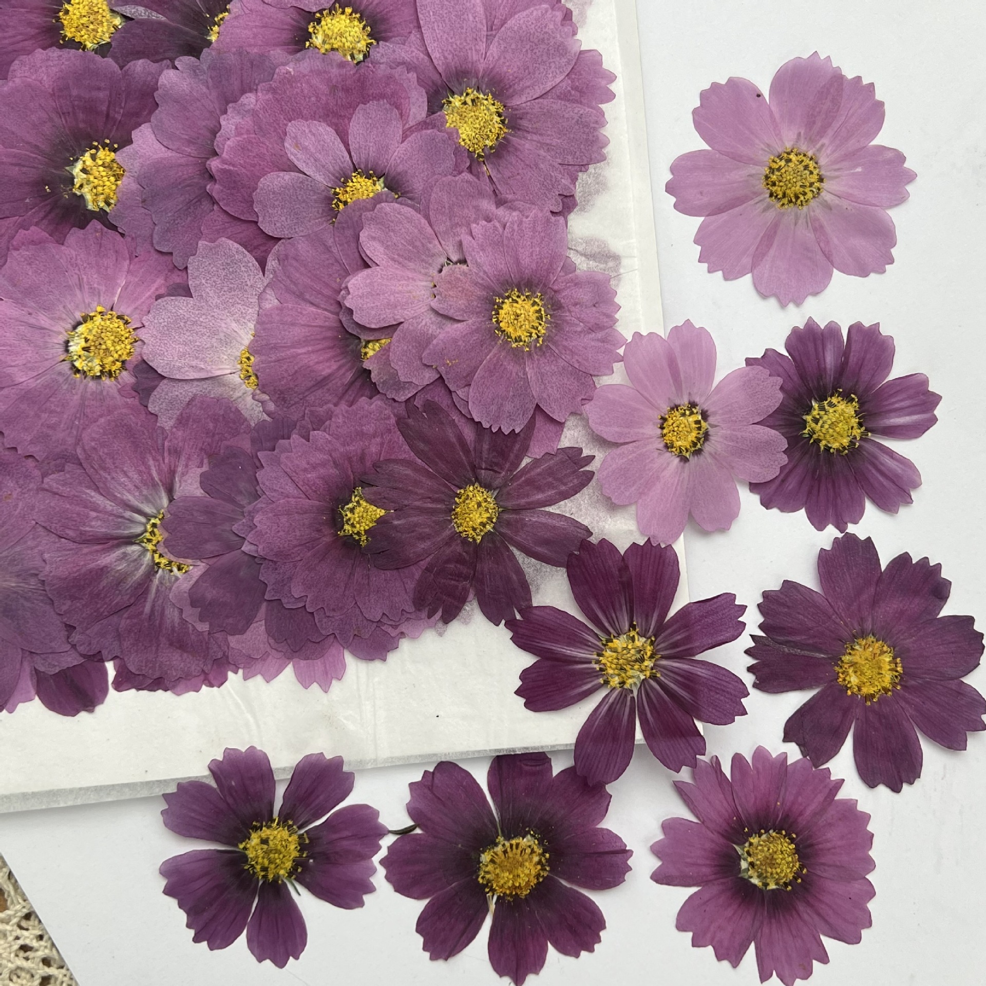 100Pcs Cosmos Dried Flower Pre – Dried Flower Bookmark Bewertung und Preis