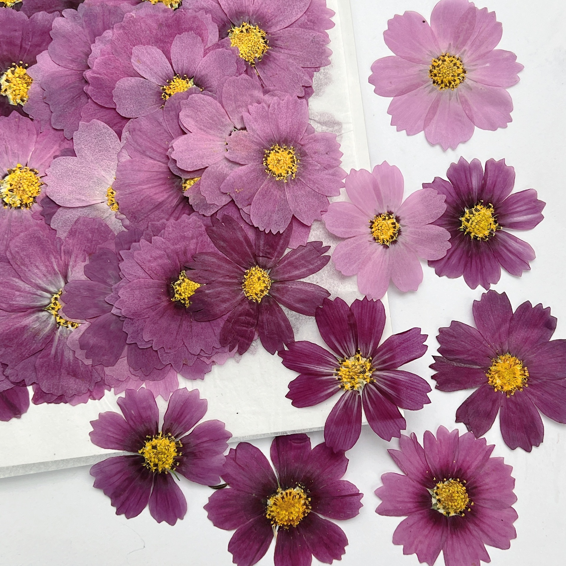 100Pcs Cosmos Dried Flower Pre – Dried Flower Bookmark Bewertung und Preis