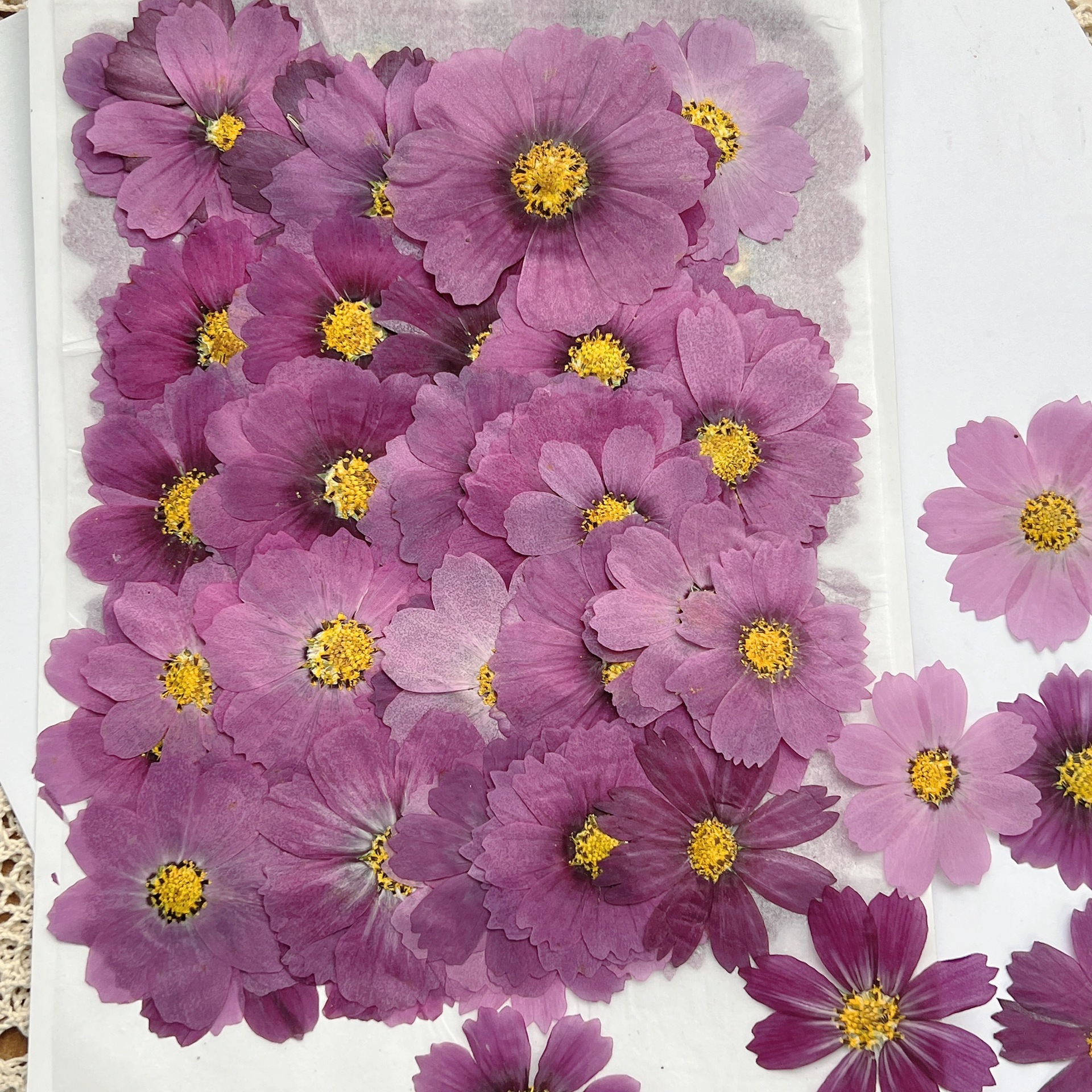 100Pcs Cosmos Dried Flower Pre – Dried Flower Bookmark Bewertung und Preis