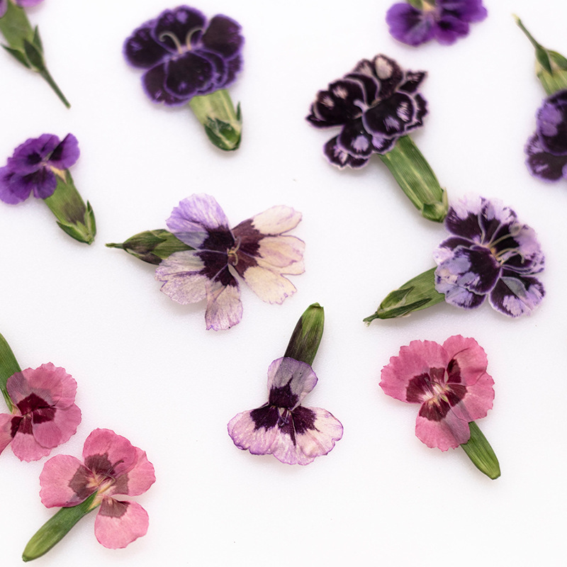 24pcs,Pressed Dried Dianthus F – Dried Flower Bookmark Bewertung und Preis