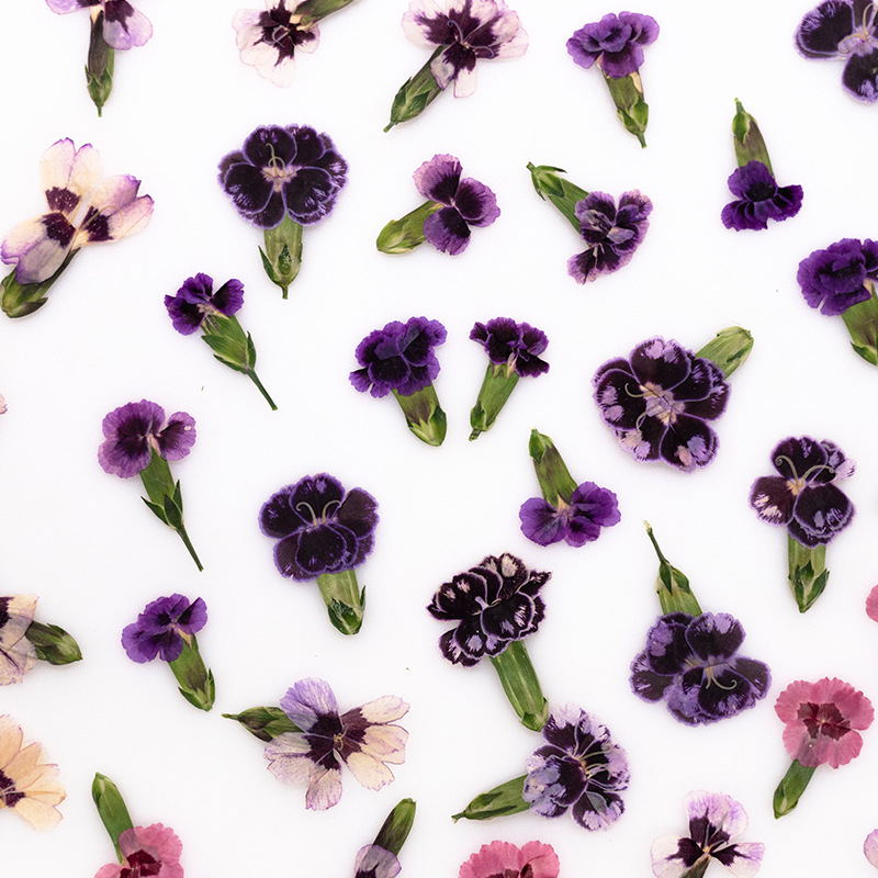 24pcs,Pressed Dried Dianthus F – Dried Flower Bookmark Bewertung und Preis