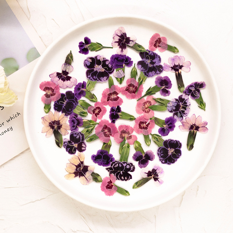 24pcs,Pressed Dried Dianthus F – Dried Flower Bookmark Bewertung und Preis