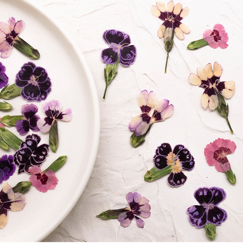 24pcs,Pressed Dried Dianthus F – Dried Flower Bookmark Bewertung und Preis