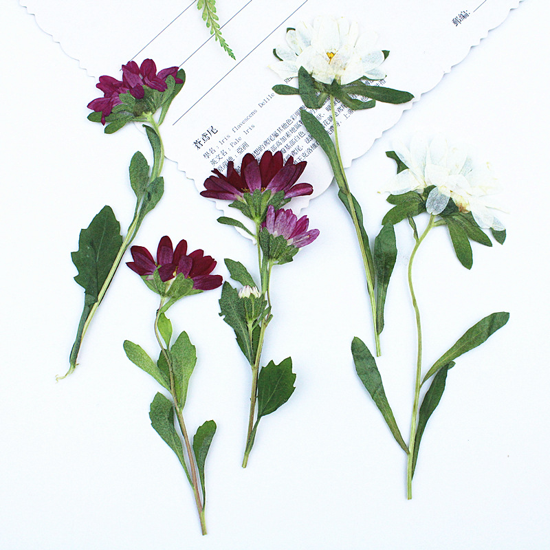24pcs,Mini Chrysanthemum Press – Dried Flower Bookmark Bewertung und Preis
