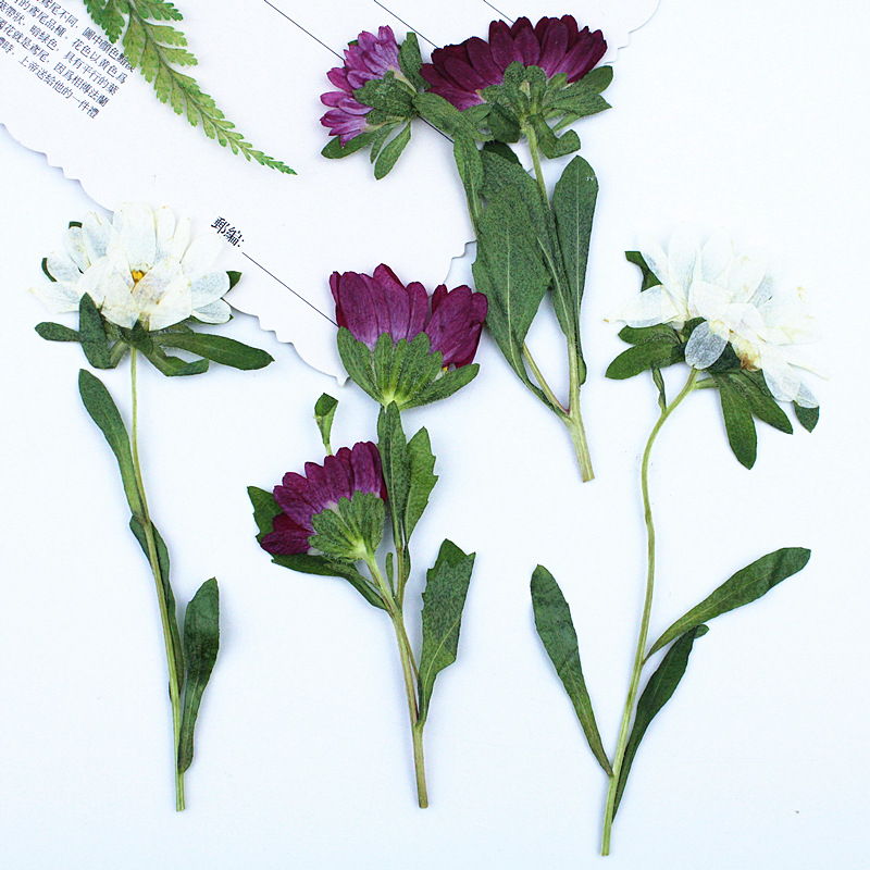 24pcs,Mini Chrysanthemum Press – Dried Flower Bookmark Bewertung und Preis
