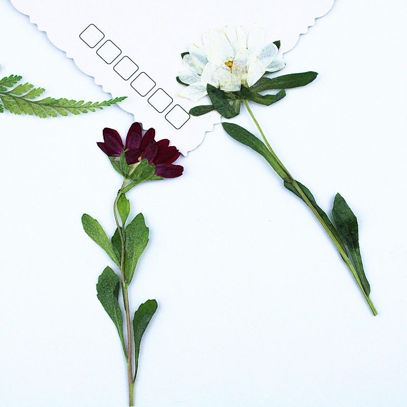 24pcs,Mini Chrysanthemum Press – Dried Flower Bookmark Bewertung und Preis