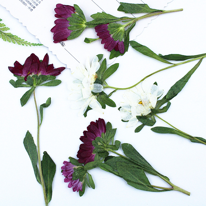 24pcs,Mini Chrysanthemum Press – Dried Flower Bookmark Bewertung und Preis