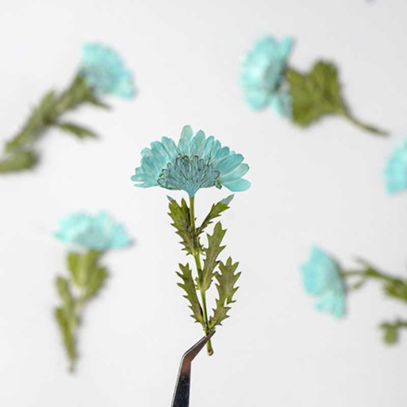 5-8cm/24pcs,Side pressed cryst – Dried Flower Bookmark Bewertung und Preis