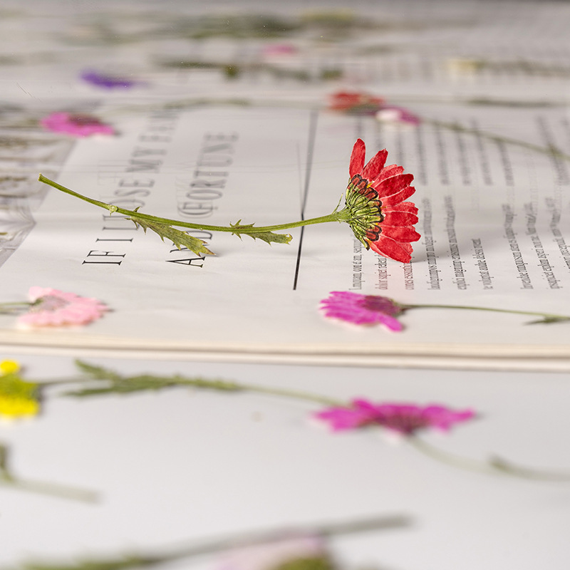 5-8cm/24pcs,Side pressed cryst – Dried Flower Bookmark Bewertung und Preis